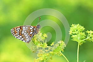 Melitaea caucasogenita , The Transcaucasian Fritillary butterfly , butterflies of Iran photo