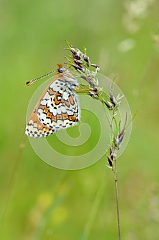 Melitaea cinxia, The Glanville fritillary butterfly , butterflies of Iran