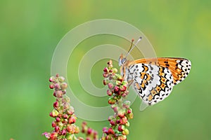 Melitaea cinxia , The Glanville fritillary butterfly, butterflies of Iran