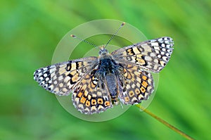 Melitaea cinxia , the Glanville fritillary butterfly on flower