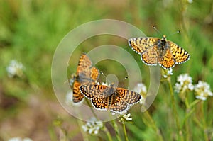 Melitaea cinxia , the Glanville fritillary butterfly on flower