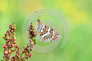 Melitaea cinxia , the Glanville fritillary butterfly on flower , butterflies of Iran