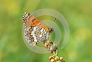 Melitaea cinxia , The Glanville fritillary butterfly in nature