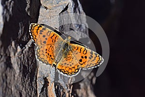 Melitaea collina butterfly , butterflies of Iran photo