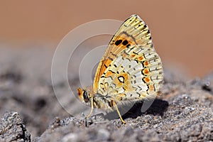 Melitaea collina butterfly , butterflies of Iran photo