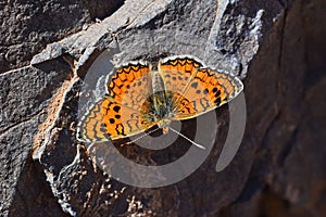 Melitaea collina butterfly , butterflies of Iran photo