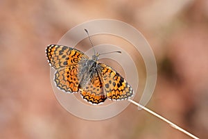 Melitaea collina butterfly photo