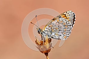 Melitaea collina butterfly , butterflies of Iran photo