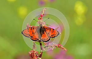 Melitaea didyma 132