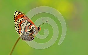 Melitaea didyma 197