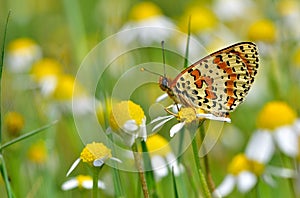 Melitaea didyma 219