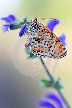 Melitaea didyma