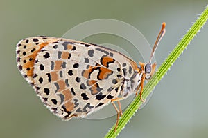 Melitaea Didyma