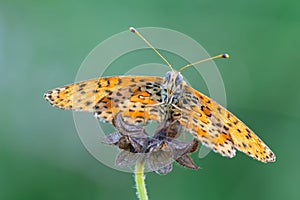 Melitaea Didyma