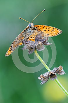 Melitaea Didyma