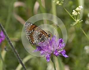 Melitaea didyma