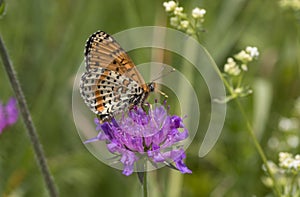 Melitaea didyma