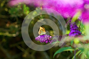 Melitaea didyma BUTTERFLY on a flower of butterfly bush