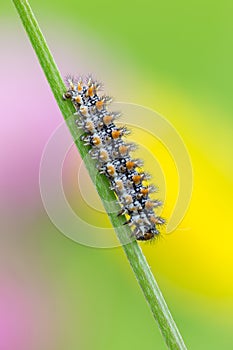 Melitaea didyma caterpillar