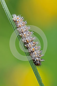 Melitaea didyma caterpillar