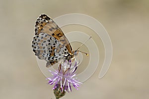 Melitaea didyma, Greece