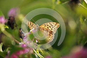 Melitaea didyma on Lantana Flower