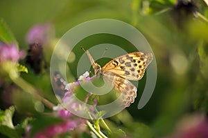 Melitaea didyma on Lantana Flower