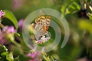 Melitaea didyma on Lantana Flower