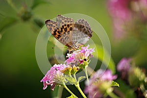 Melitaea didyma on Lantana Flower