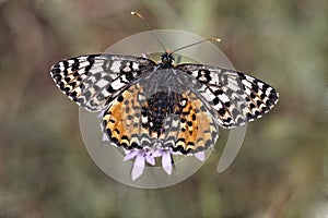 Melitaea didyma meridionalis, Spotted Fritillary or Red-band Fritillary (female)