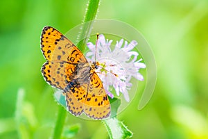 Melitaea didyma, red-band fritillary or spotted fritillary butterfly