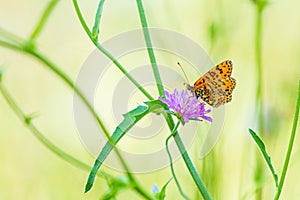 Melitaea didyma, red-band fritillary or spotted fritillary butterfly