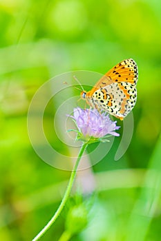 Melitaea didyma, red-band fritillary or spotted fritillary butterfly