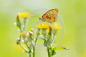 Melitaea didyma  red-band fritillary or spotted fritillary butterfly feeding on flowers