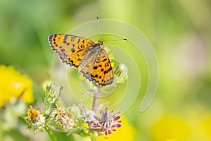 Melitaea didyma, red-band fritillary or spotted fritillary butterfly feeding on flowers