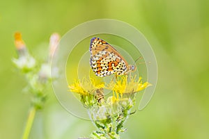 Melitaea didyma, red-band fritillary or spotted fritillary butterfly feeding on flowers