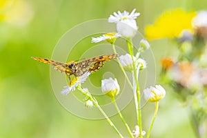 Melitaea didyma, red-band fritillary or spotted fritillary butterfly feeding on flowers