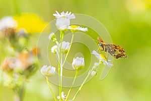 Melitaea didyma, red-band fritillary or spotted fritillary butterfly feeding on flowers