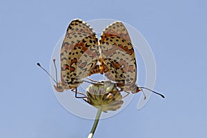 Melitaea didyma, Spotted Fritillary or Red-band Fritillary