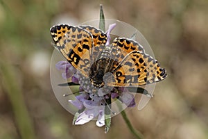 Melitaea didyma, Spotted Fritillary or Red-band Fritillary