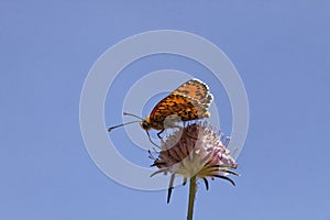 Melitaea didyma, Spotted fritillary or Red-band fritillary