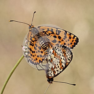Melitaea didyma, Spotted Fritillary or Red-band Fritillary butterfly