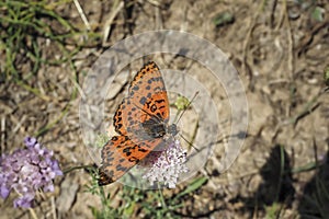 Melitaea didyma, the spotted fritillary or red-band fritillary, is a butterfly of the family Nymphalidae