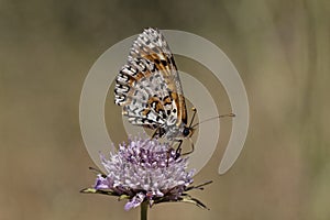 Melitaea didyma, Spotted Fritillary or Red-band Fritillary (female) form Southern France,