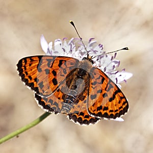 Melitaea didyma, Spotted fritillary or Red-band fritillary (male)