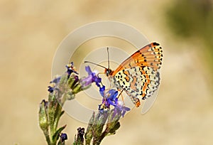 Melitaea gina butterfly on blue flower in pale background , butterflies of Iran photo