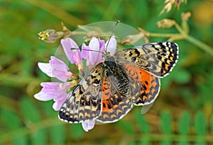 Melitaea interrupta , the Caucasian Spotted Fritillary butterfly