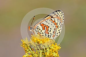 Melitaea interrupta , the Caucasian Spotted Fritillary butterfly