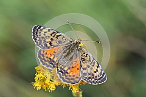 Melitaea interrupta , the Caucasian Spotted Fritillary butterfly