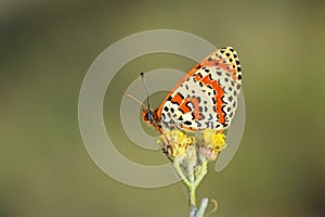 Melitaea interrupta , the Caucasian Spotted Fritillary butterfly